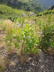 Campanula lactiflora