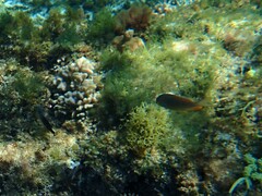 Plectroglyphidodon gascoynei