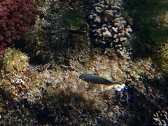 Plectroglyphidodon gascoynei