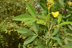 Crotalaria retusa