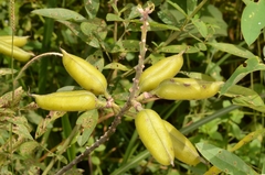 Crotalaria retusa