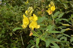Crotalaria retusa