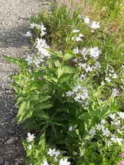 Campanula lactiflora