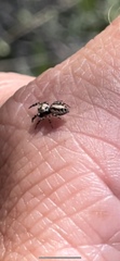 Metaphidippus chera