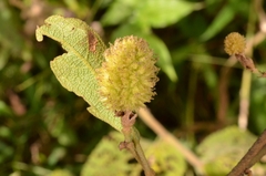 Helicteres angustifolia