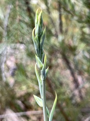 Calochilus