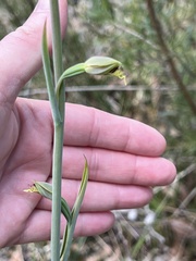 Calochilus
