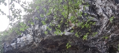 Bridelia retusa
