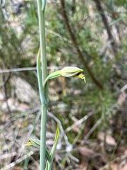 Calochilus
