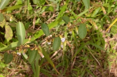 Helicteres angustifolia