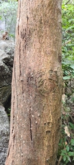 Bridelia retusa