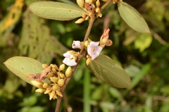 Helicteres angustifolia