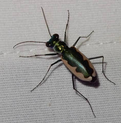 Eunota circumpicta johnsonii