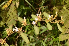 Helicteres angustifolia