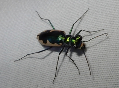 Eunota circumpicta johnsonii