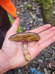 Xerocomellus zelleri