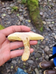 Xerocomellus zelleri