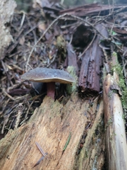 Xerocomellus zelleri