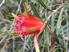 Lambertia formosa