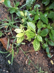 Alternanthera ficoidea