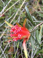 Lambertia formosa