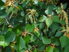 Mallotus paniculatus