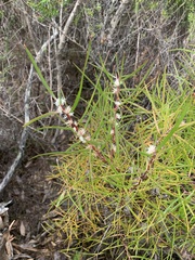 Hakea ulicina