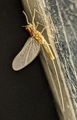 Baetidae