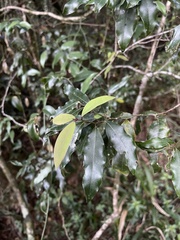 Cryptocarya transvaalensis