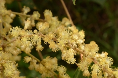 Mallotus paniculatus