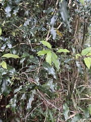 Cryptocarya transvaalensis