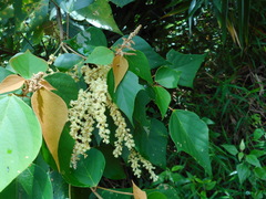 Mallotus paniculatus