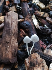 Coprinopsis