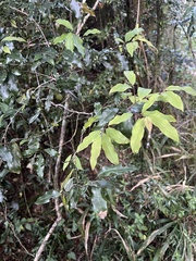 Cryptocarya transvaalensis