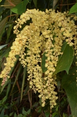 Mallotus paniculatus