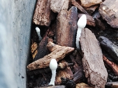 Coprinopsis