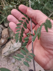 Coursetia glandulosa