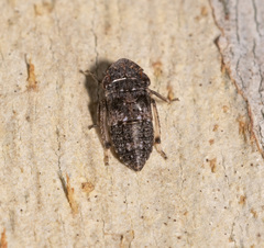 Stenocotini