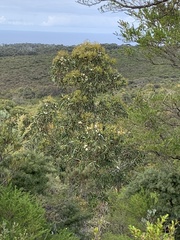 Eucalyptus globulus globulus