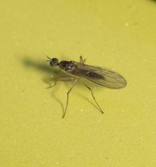 Ptilophyllodromia biroi