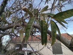 Elaeagnus angustifolia