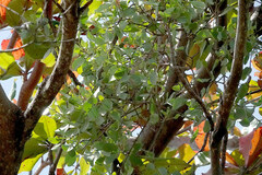 Loranthaceae