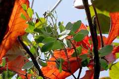 Loranthaceae