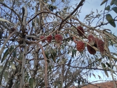 Elaeagnus angustifolia