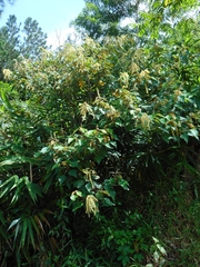 Mallotus paniculatus