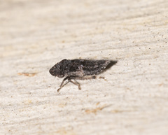 Stenocotini