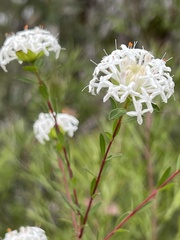 Pimelea linifolia