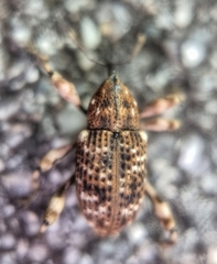 Mechistocerus