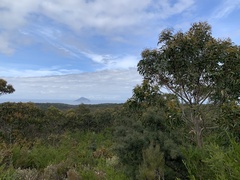 Eucalyptus globulus globulus