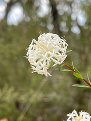 Pimelea linifolia